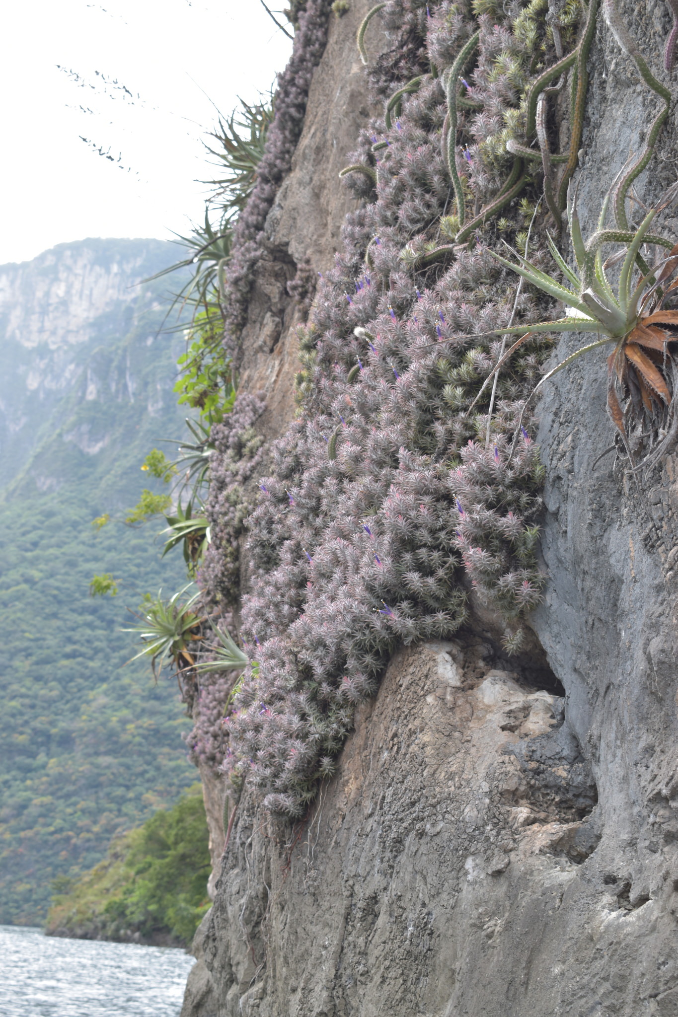 Tillandsia ionatha var. vanhyningii